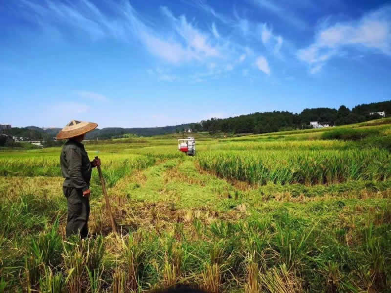 玉米缺肥症状是怎样的