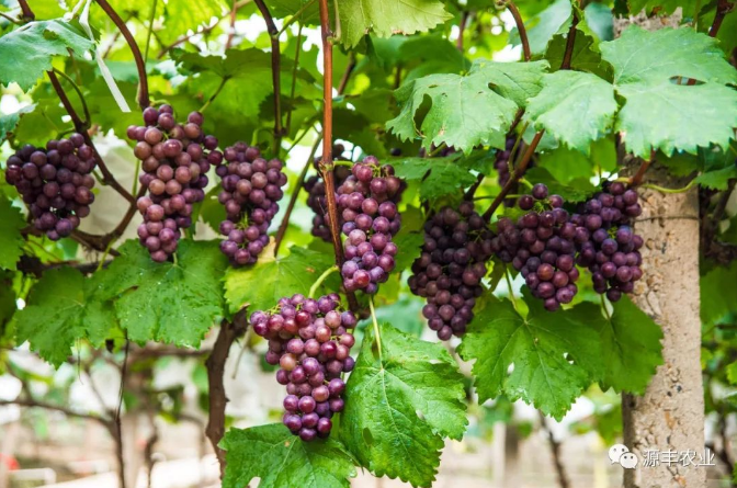 葡萄栽培三方面分析